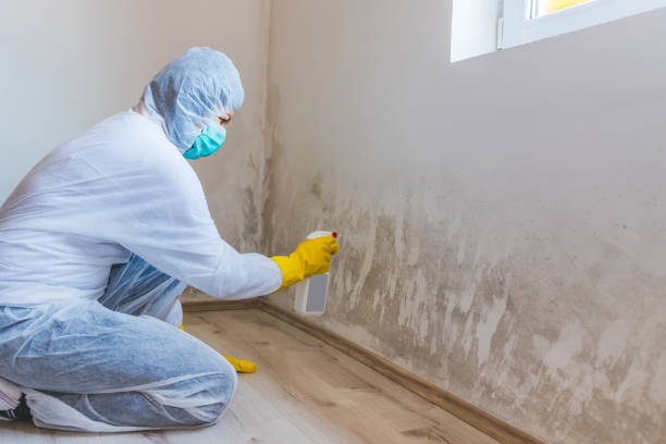 Licensed Attic Mold Removal service in Westphalia, MI - WQB Mold Removal