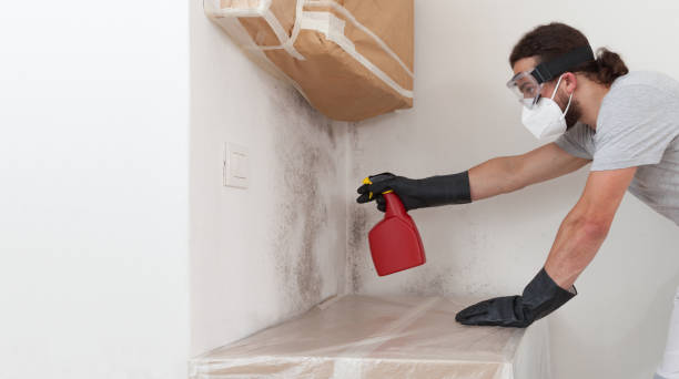 Professional Attic Mold Removal technician working in Westphalia, MI