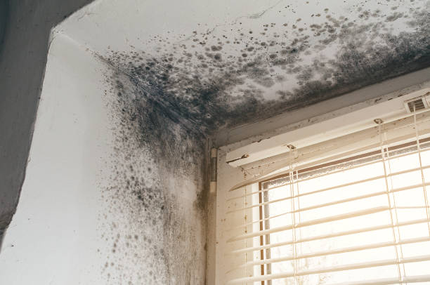 Affordable Attic Mold Removal solutions in Westphalia, MI