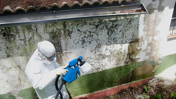 Top rated local Attic Mold Removal specialists in Westphalia, MI